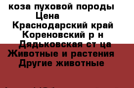 коза пуховой породы › Цена ­ 5 000 - Краснодарский край, Кореновский р-н, Дядьковская ст-ца Животные и растения » Другие животные   
